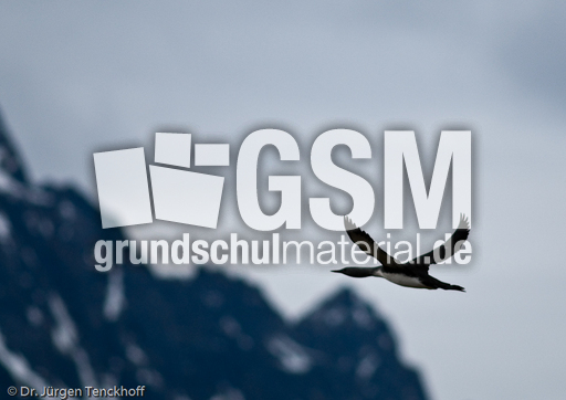 Sterntaucher (16 von 20).jpg